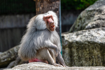 The hamadryas baboon, Papio hamadryas is a species of baboon