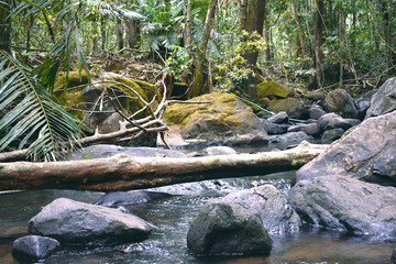 Fototapeta premium a river in between a dense forest