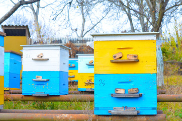 Yellow and blue bee hives are on the garden plot. The breeding of bees, honey production. Selective focus.
