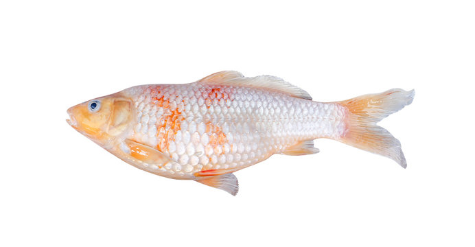 Single carp or koi fish isolated on white background with clipping path