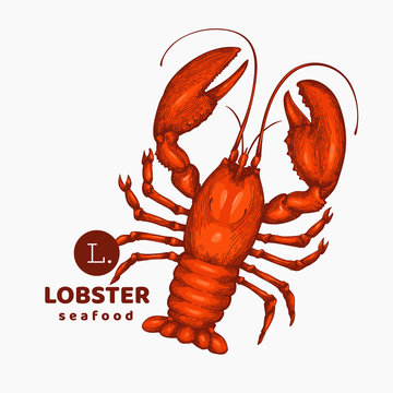 Lobster colored illustration. Hand drawn vector seafood illustration. Engraved style. Vintage sea animal image