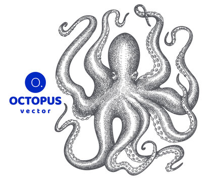 Octopus illustration. Hand drawn vector seafood illustration. Engraved style squid. Retro zoology image