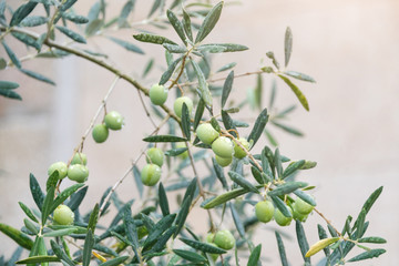Green olives tree, few branches. Young olive tree with leaves, natural agricultural food background