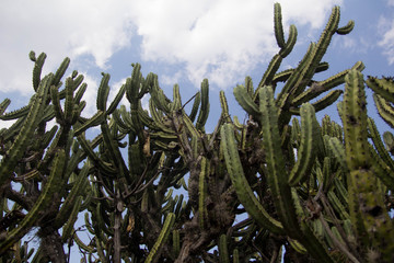 Cactus from Mexico