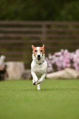 ジャックラッセルテリア