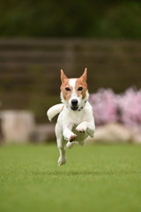 ジャックラッセルテリア