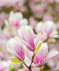 Fototapeta premium Botany and gardening. Branch of magnolia. Magnolia flowers. Magnolia flowers background close up. Floral backdrop. Botanical garden concept. Tender bloom. Aroma and fragrance. Spring season