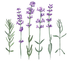 Naklejka premium Hand drawn lavender flowers and branches