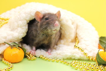 Black decorative rat among Christmas beads and tangerines. The concept of the New year 2020. Symbol of the year of the rat.