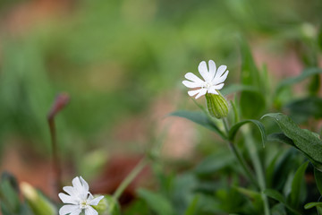 White flower on green bokeh background