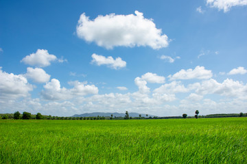green field and blue sky