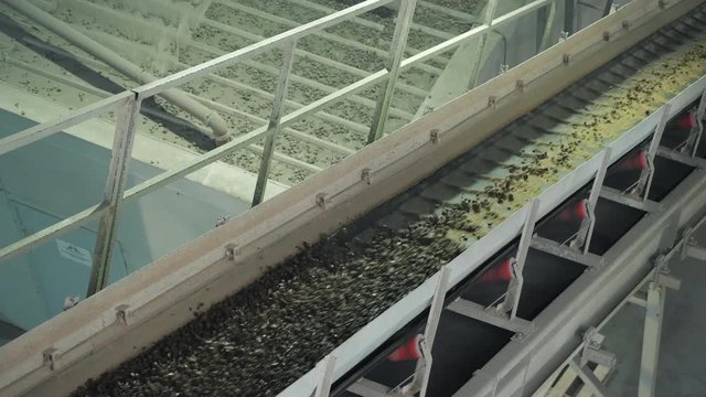 The conveyor belt of ingredients to the mixer. Workers in the workshop of the House-building plant. Industrial interior. Concrete plant.