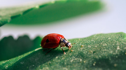 Macro of ladybug on a blade of grass