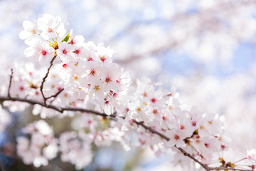 桜