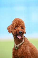 Happy puppies in a private playground