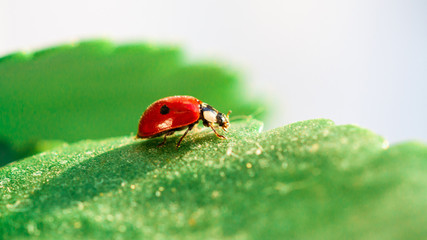 Macro of ladybug on a blade of grass