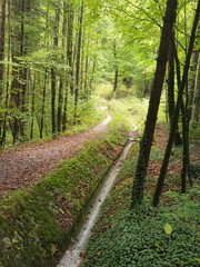 Into the woods