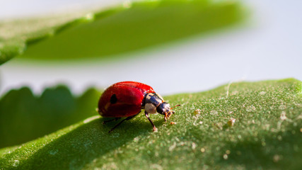 Macro of ladybug on a blade of grass