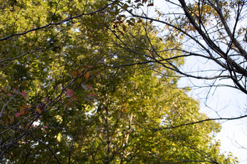 Fototapeta premium leaf