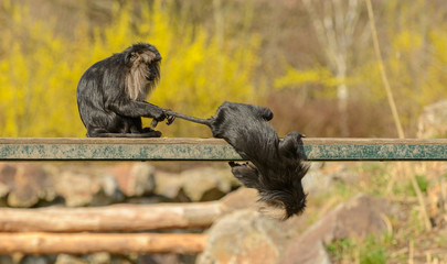 Obraz premium two lion tailed macaque monkeys playing on metal platform