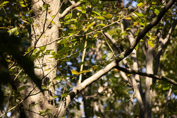 tree