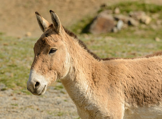 portrait of a donkey in sunlight