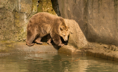 brown bear on a ledge over pool