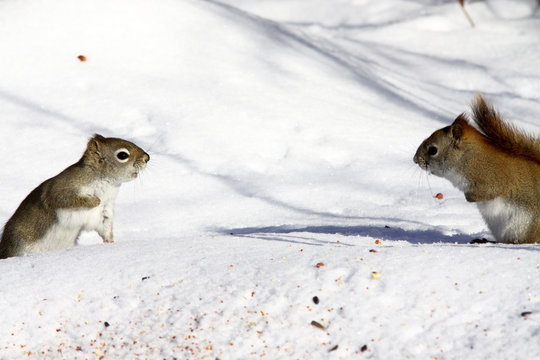 Two squirrels collect grains in the snow
