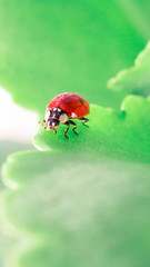 Macro of ladybug on a blade of grass