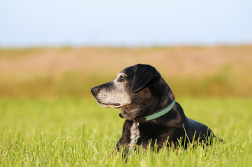 black old dog lying on meadow and is happy - 310817211