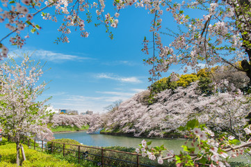 Beautiful  Cherry blossom festival at Chidorigafuchi Park,  Tokyo, Japan.