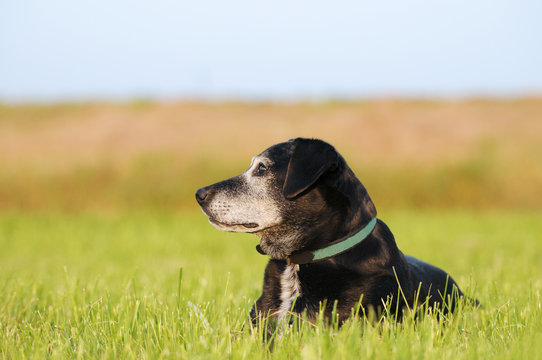 black old dog lying on meadow and is happy