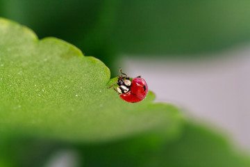 Macro of ladybug on a blade of grass