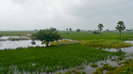 Fototapeta na wymiar Lush green horizon of agriculture field of a small Indian village in warm and moist air during southwest torrential Monsoon Rainfall season. Tropical climate countryside harvest. India South Asia Pac