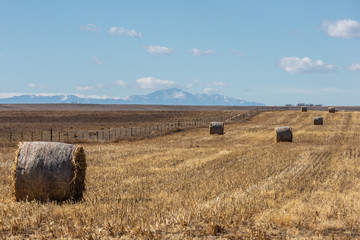 Fototapeta premium bales of hay