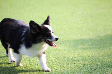 Happy puppies in a private playground