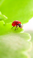 Macro of ladybug on a blade of grass