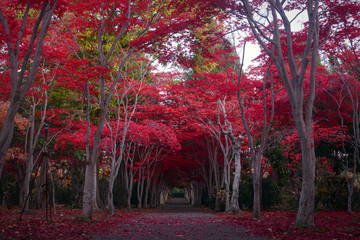 Path through a tunnel of crimson red maple trees during autumn in Sapporo, Japan