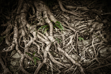 Organic nature background of tangled and twisted tree roots - 310818250