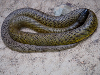 Inlandtaipan - Oxyuranus microlepidotus