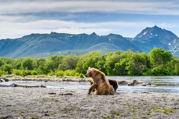 Ruling the landscape, brown bears of Kamchatka (Ursus arctos beringianus)