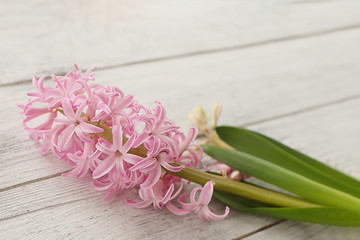 pink fragrant hyacinth on white background