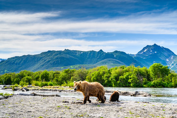 Ruling the landscape, brown bears of Kamchatka (Ursus arctos beringianus)
