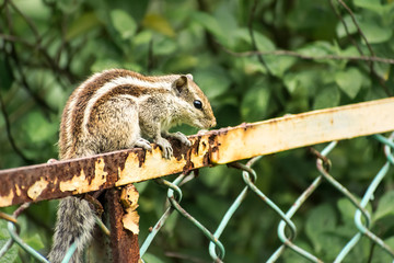 A small striped rodents marmots chipmunks squirrel monkey (sciurus fauna adorable creature) spotted on hunting mood sitting over rusty cage rod structure. Animal in captivity confinement background.