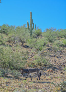 Wild donkeys, at the Lake Pleasant Regional Park in the Sonora Desert. Saguaro Cactus (Carnegiea Gigantea) in the background. Maricopa County, Arizona USA