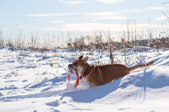 Cadebo dog in the snow plays with a puller