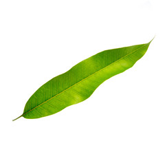 leaf or mango leaf on a background new.
