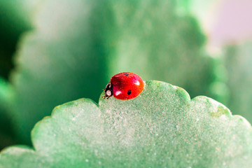 Macro of ladybug on a blade of grass