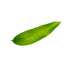 Obraz premium leaf or mango leaf on a background new.