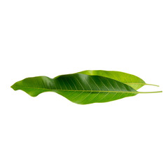 leaf or mango leaf on a background new.
